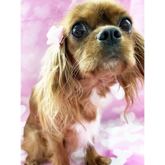 Cavalier King Charles Spaniel