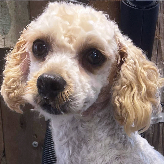 Poodle