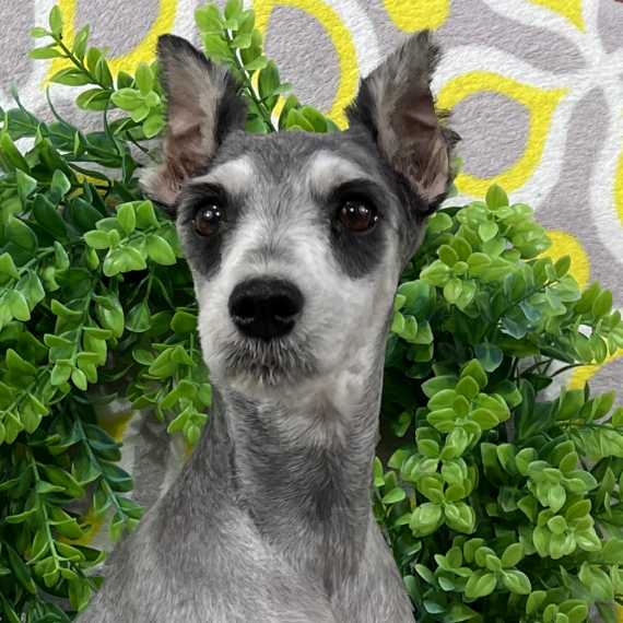 Miniature Schnauzer