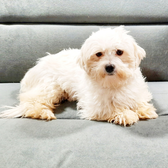 Maltese