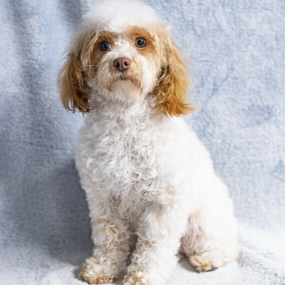 Poodle