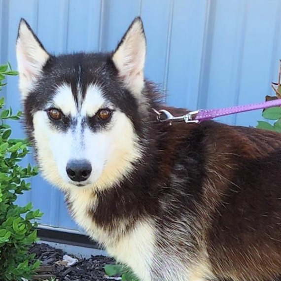 Siberian Husky