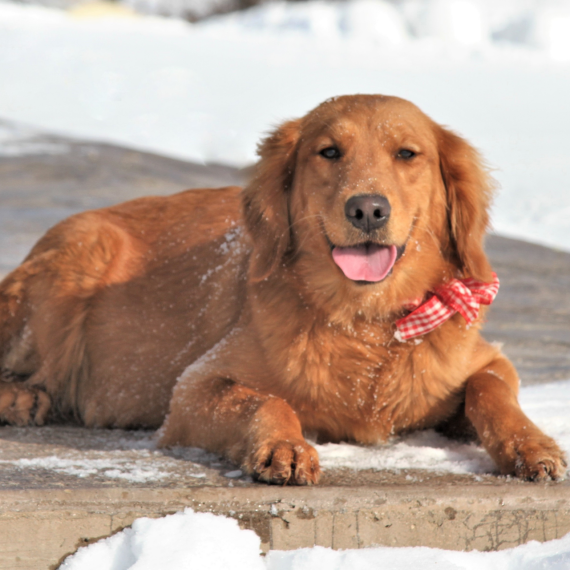 Golden Retriever