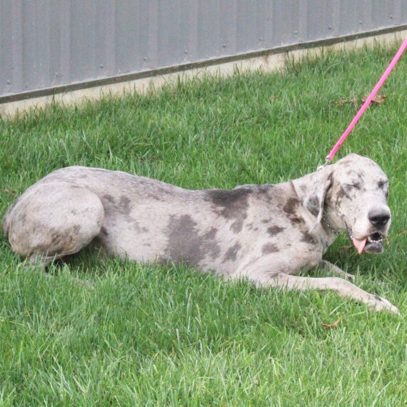 Great Dane