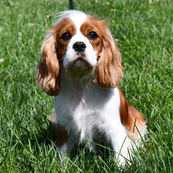 Cavalier King Charles Spaniel