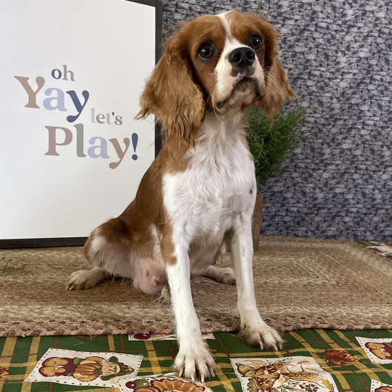 Cavalier King Charles Spaniel