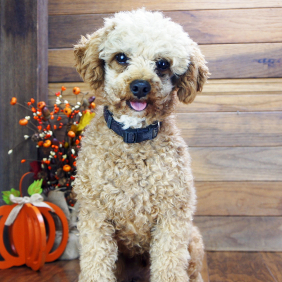 Poodle