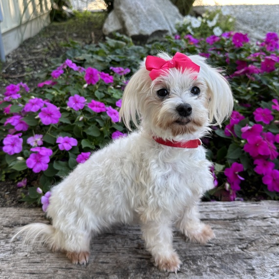 Maltese