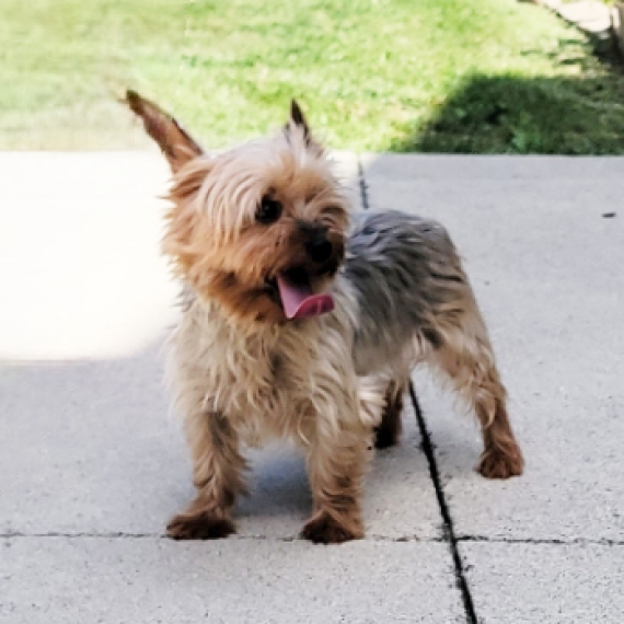 Yorkshire Terrier