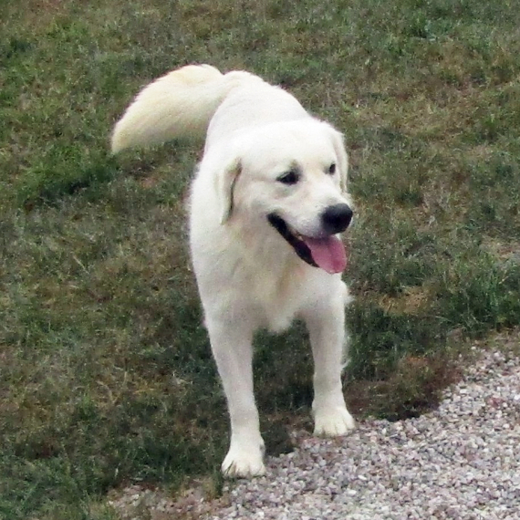 Golden Retriever