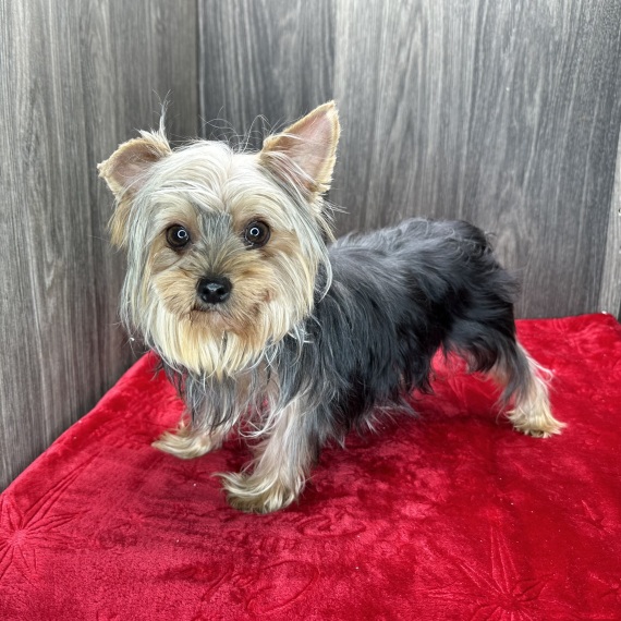 Yorkshire Terrier