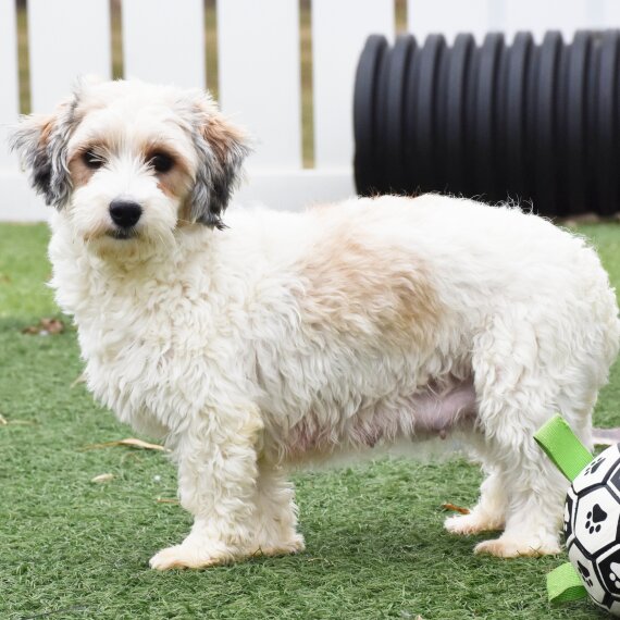 Havanese