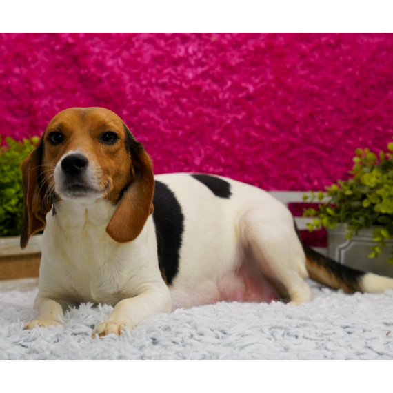 Beagle