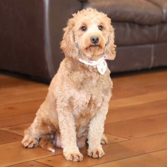 Goldendoodle