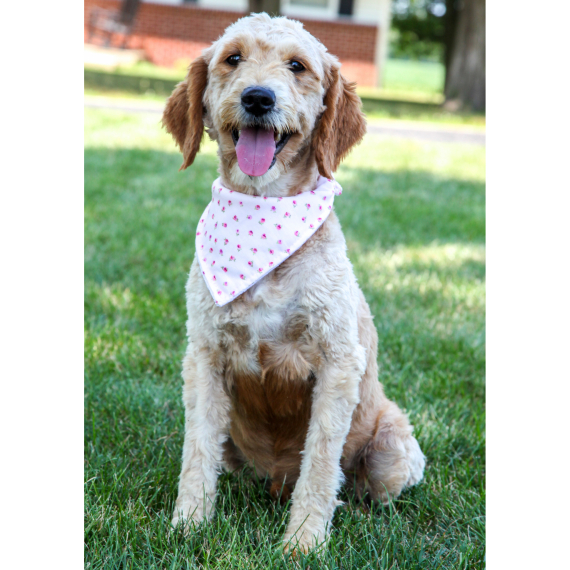 Goldendoodle