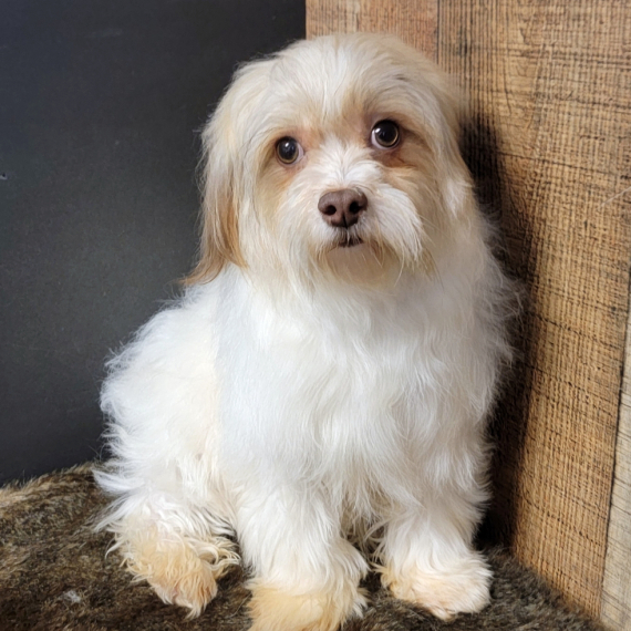 Havanese