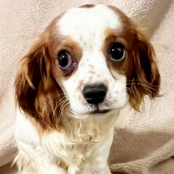 Cavalier King Charles Spaniel