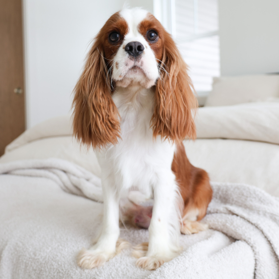 Cavalier King Charles Spaniel