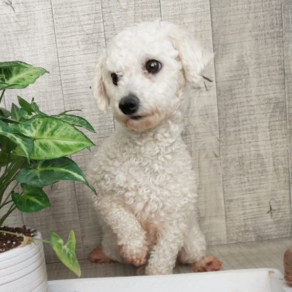 Bichon Frise