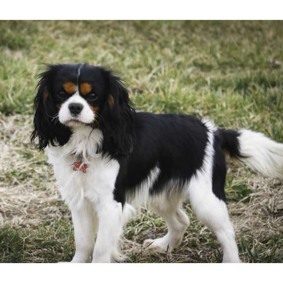 Cavalier King Charles Spaniel