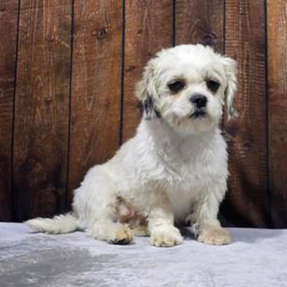 Shih Tzu