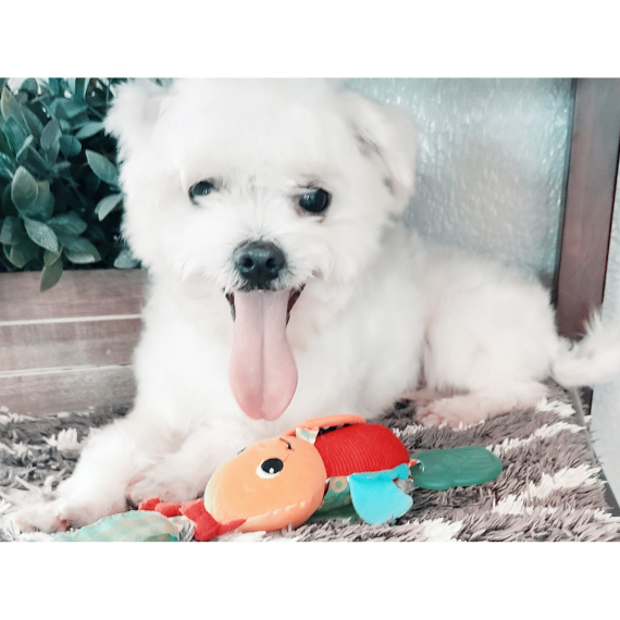 Maltese