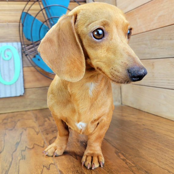 Dachshund