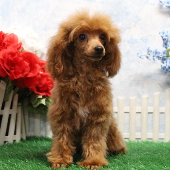 Poodle