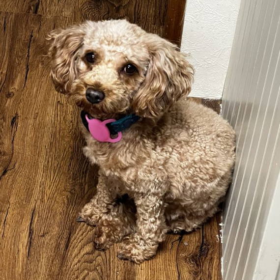 Poodle