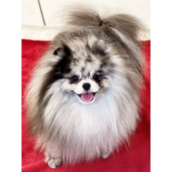 Pomeranian