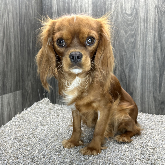 Amber Cavalier King Charles Spaniel Puppy