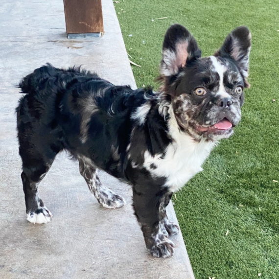 French Bulldog