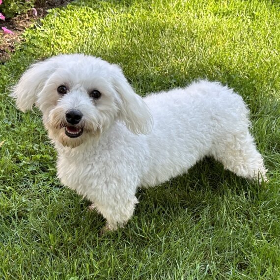 Coton de Tulear