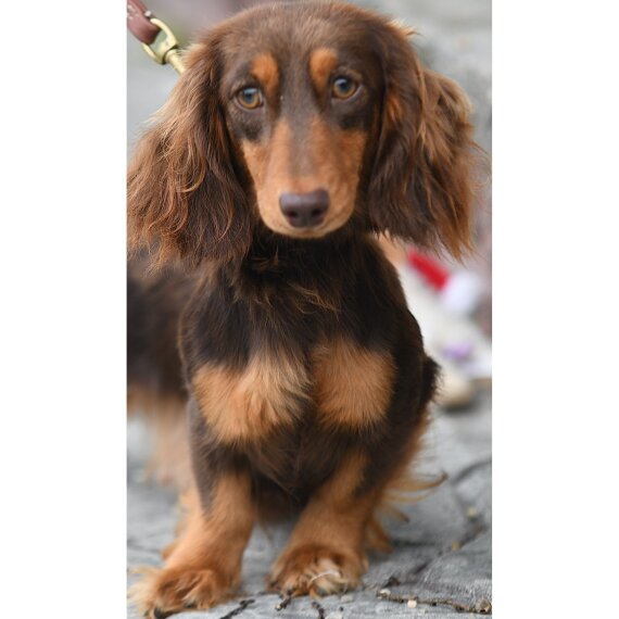 Dachshund