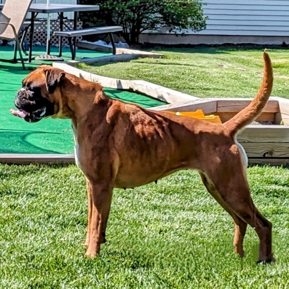 Boxer