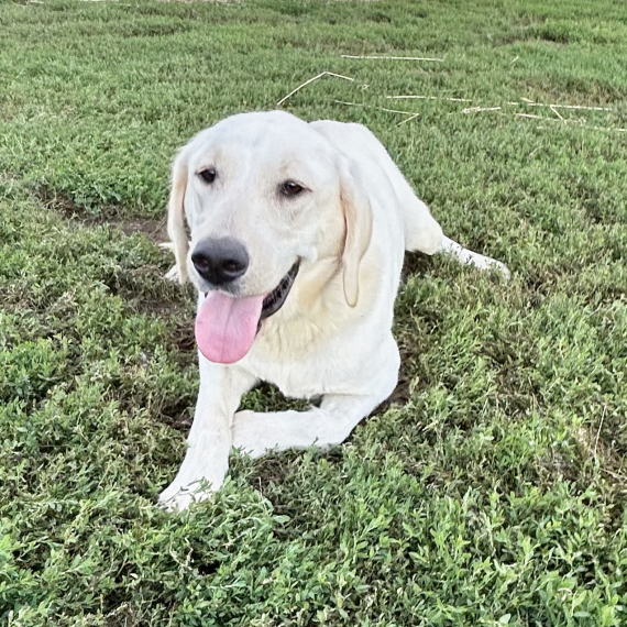 Labrador Retriever