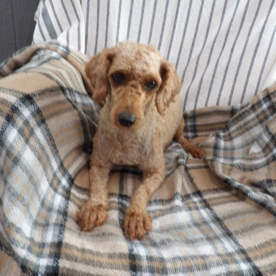 Poodle