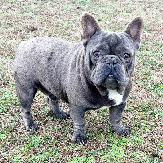 French Bulldog