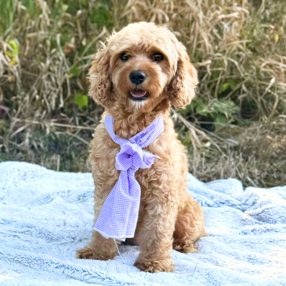 Cavapoo