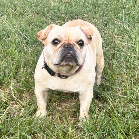 Junebee French Bulldog Puppy