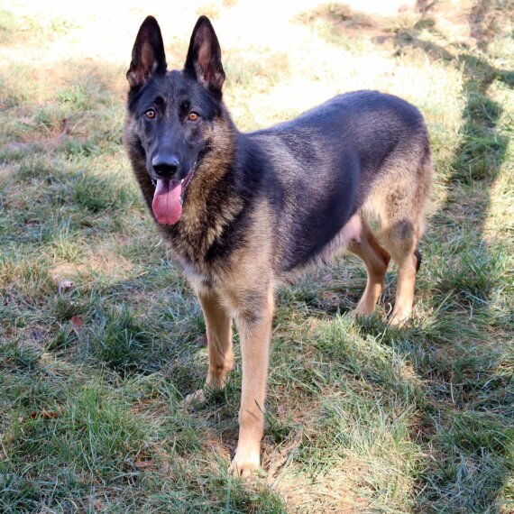 German Shepherd Dog
