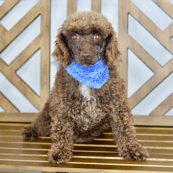 Poodle