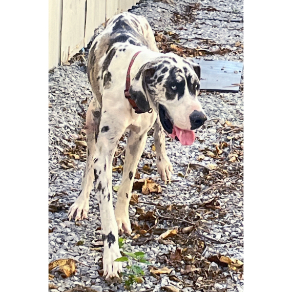 KitKat Royalblue Great Dane Puppy