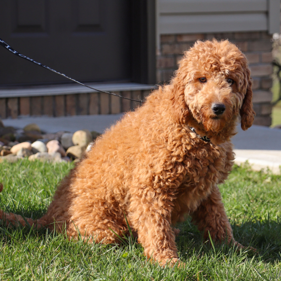 Labradoodle