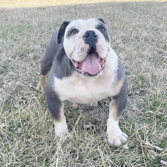 Bulldog