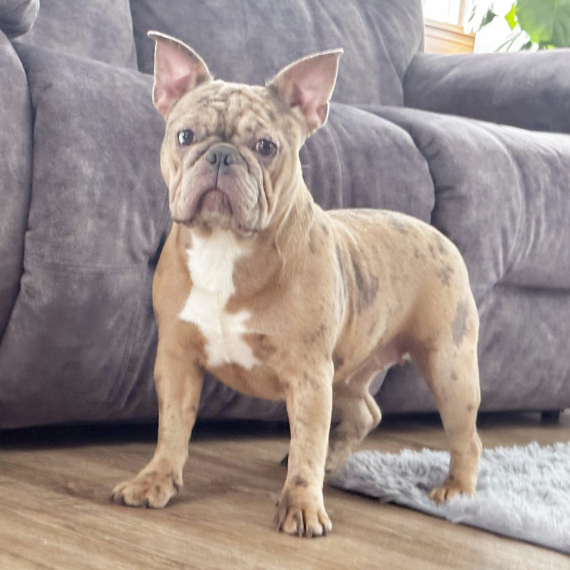 French Bulldog