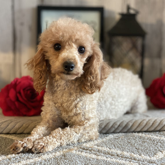 Poodle