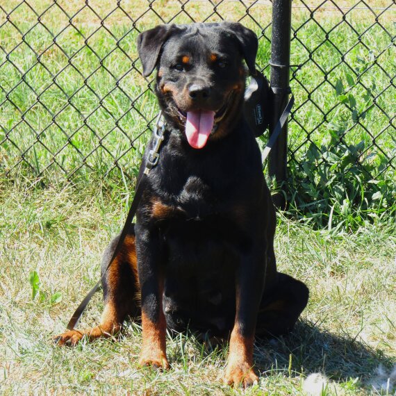 Rottweiler