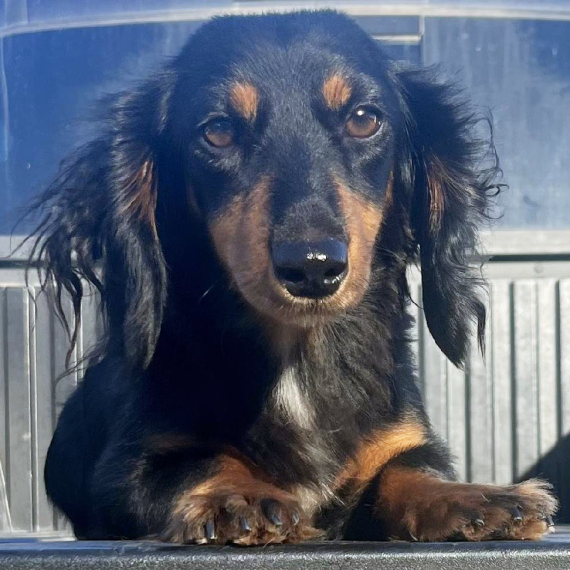 Dachshund