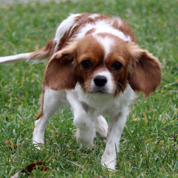Cavalier King Charles Spaniel